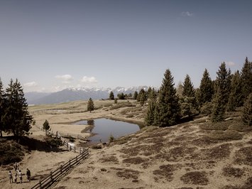 Holiday with a dog in South Tyrol: Kessler’s! Family walking on mountain path with fir trees and Alpine mountains view