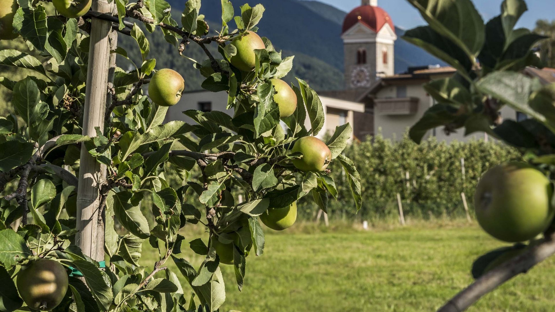 Vacanze in fattoria? Kessler’s Mountain Lodge! Meli di mele su alberi davanti a una chiesa e montagne sullo sfondo