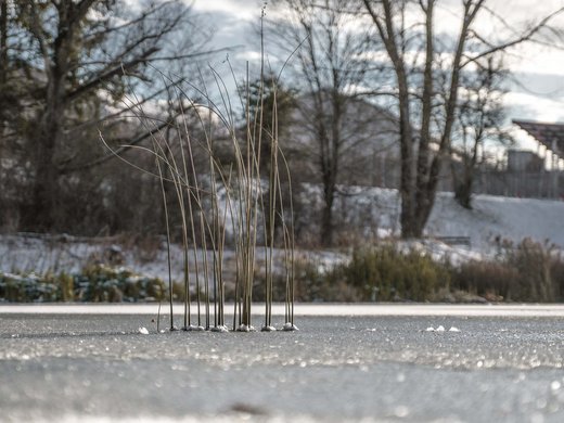 Agriturismo a Bressanone: vacanze invernali Lago ghiacciato con canne secche in inverno