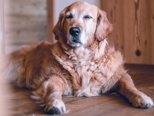 FAQ Golden retriever lying on a wooden floor in a room with wood paneling