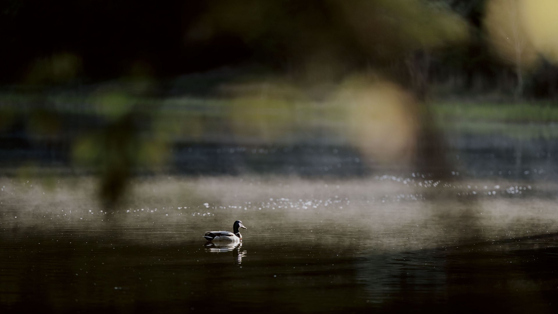 Sustainability as a top priority Two ducks swimming on calm water with soft lighting