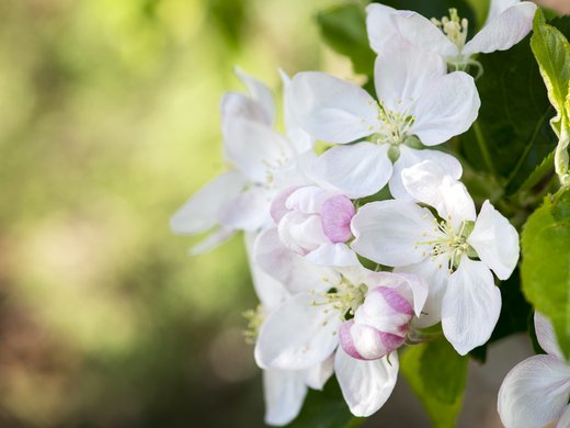 La Festa della Fioritura Fiori di melo bianchi con boccioli rosa e foglie verdi