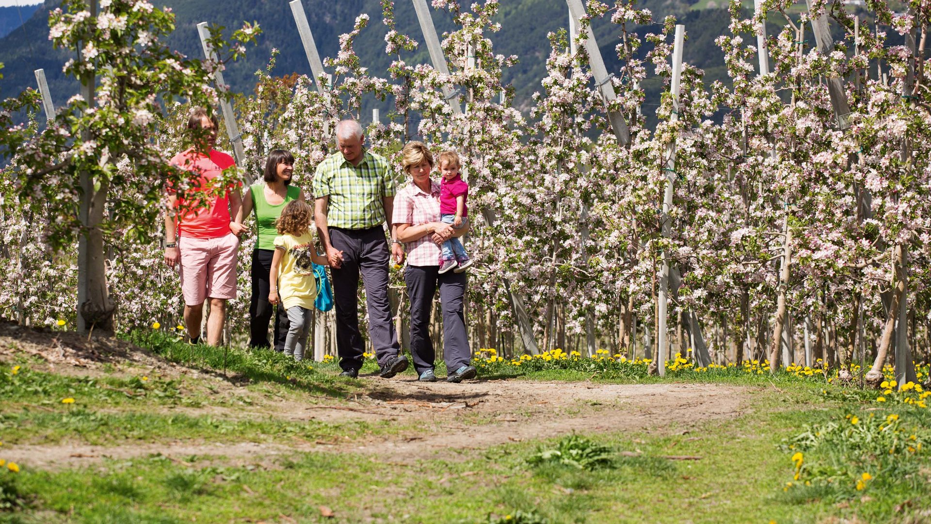 Vacanze in fattoria? Kessler’s Mountain Lodge! Famiglia passeggia in un frutteto fiorito in primavera